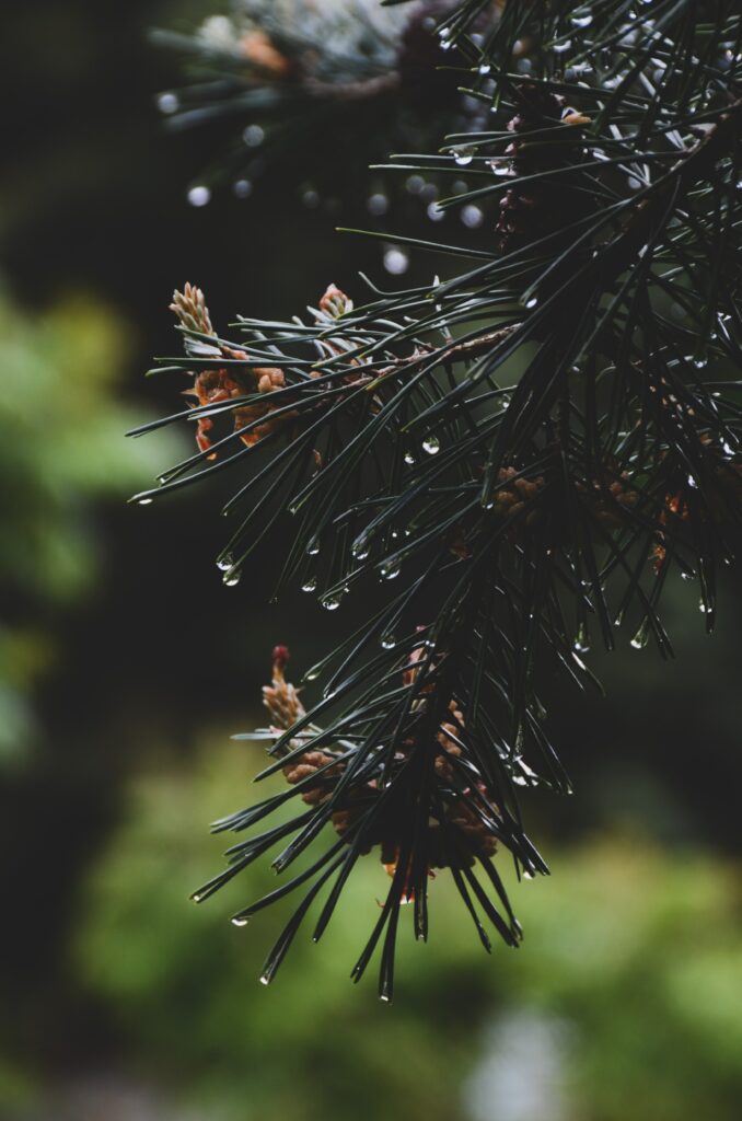 Close-up of spruce branch with green needles and water droplets against dark moody background Wallpaper