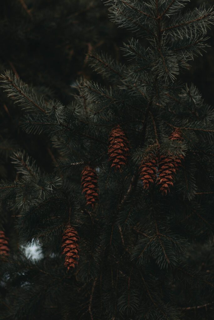 Moody Spruce Branches with Brown Cones: Textured Wallpaper Background