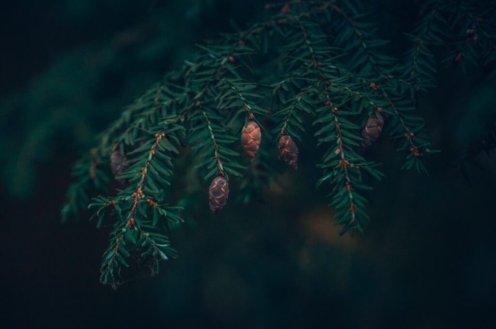Close-Up Spruce Branches with Green Needles & Cones - Nature Wallpaper