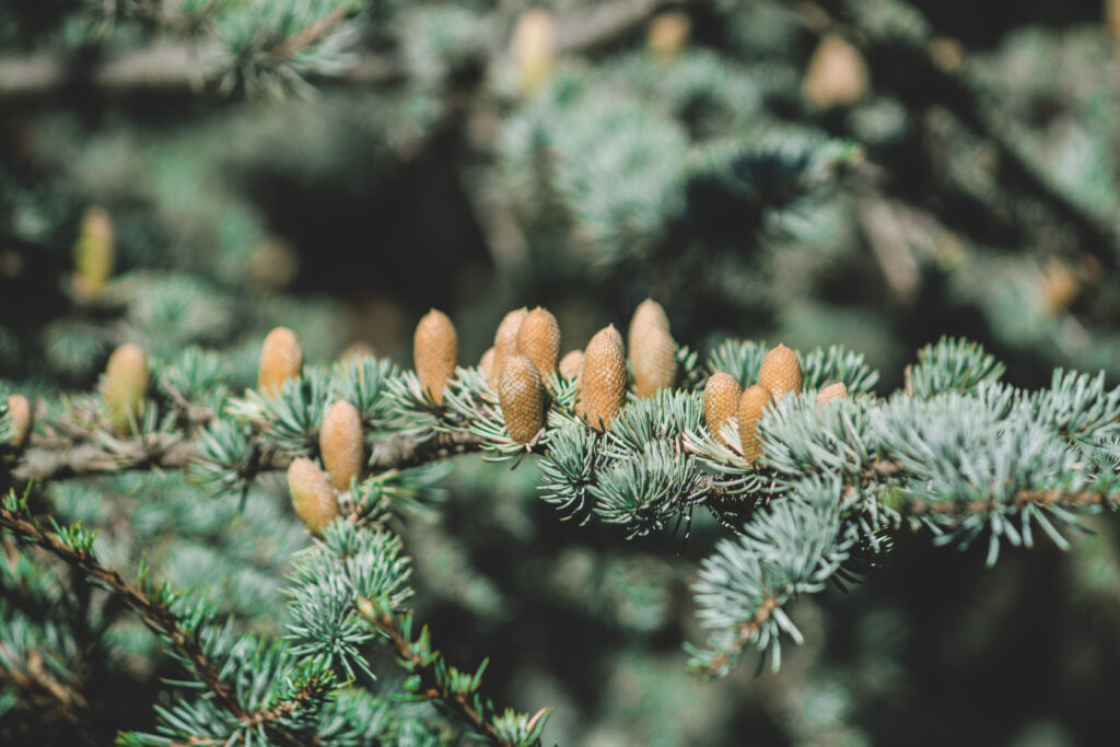 Close-up of spruce branches with young tan cones and lush green needles natural wallpaper background