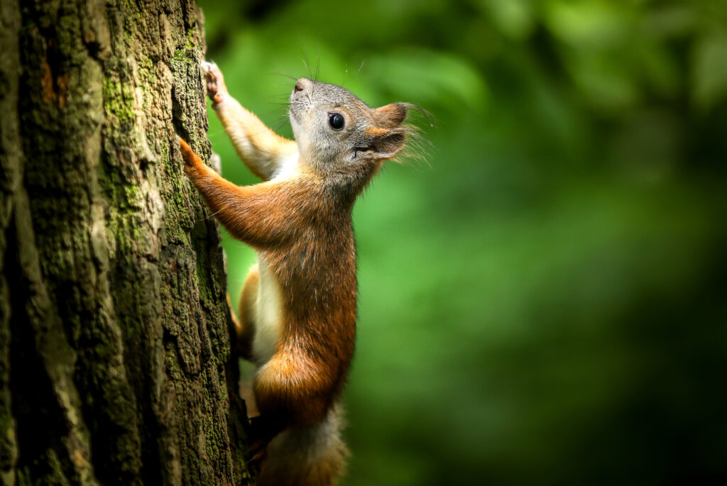 Squirrel on Tree Bark: Captivating Wildlife Wallpaper Background
