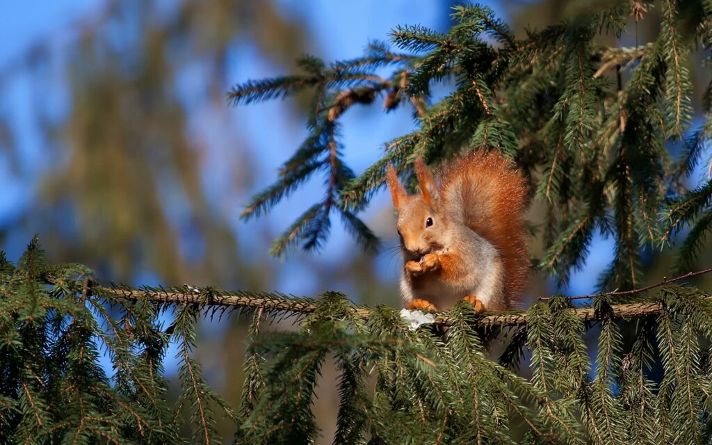 Charming Squirrel on Pine Branch - Stunning Blue Sky Wallpaper
