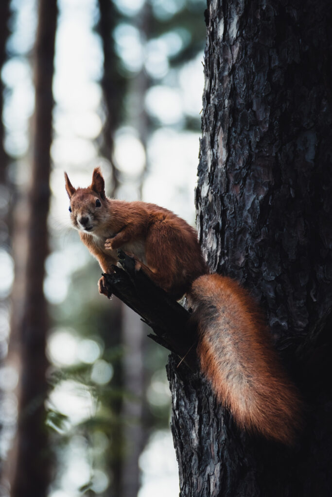“High-Res Squirrel Wallpaper in Serene Forest Setting”