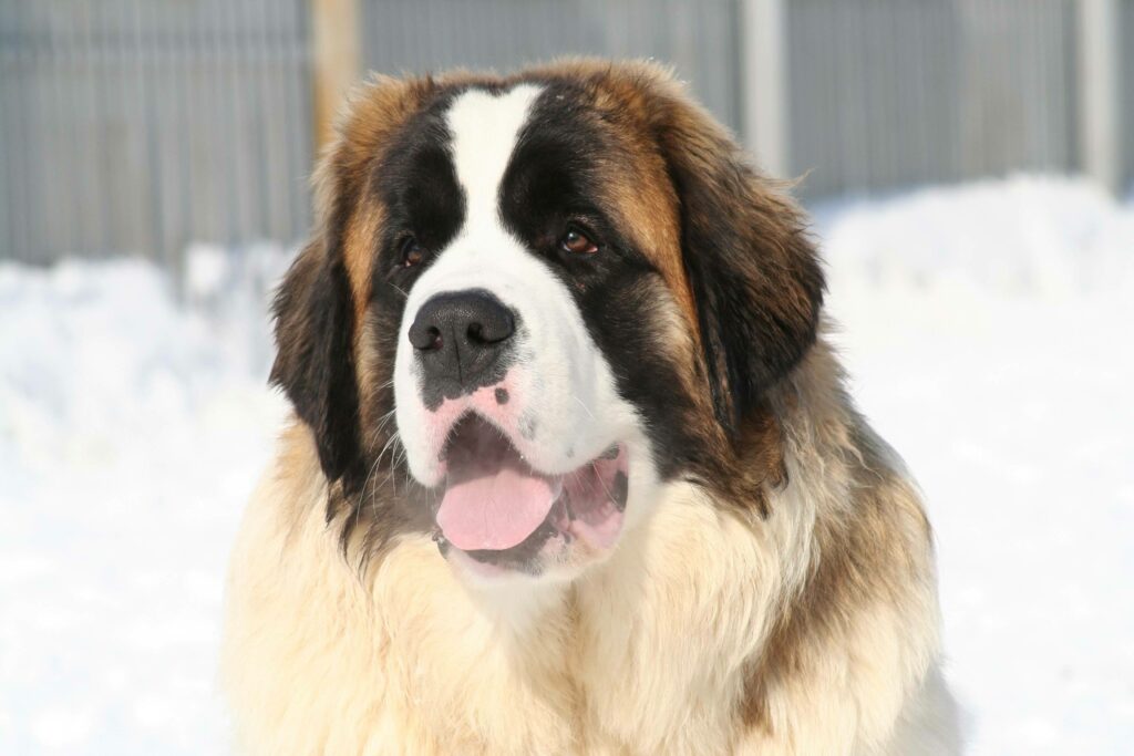 Calm St. Bernard Dog Close-Up in Snowy Alpine Background Wallpaper
