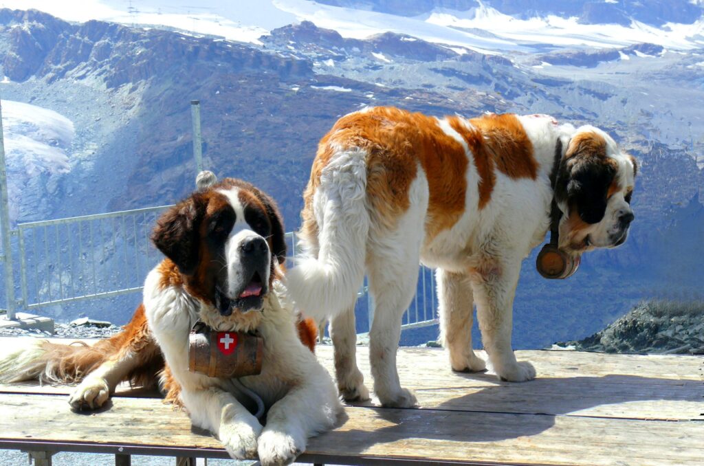 St. Bernard Dogs in Snowy Mountains - Majestic Wallpaper