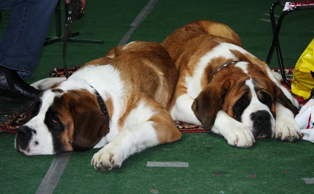 Calm St. Bernards Lying Down on Textured Surface - Gentle Giants Wallpaper