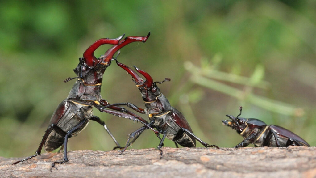 Stag Beetle Duel: Stunning Wallpaper of Nature's Intense Behavior
