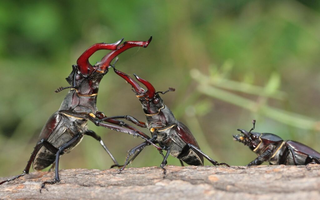 Stag Beetles Duel: Intense Male Fight Over Territory in Nature Wallpaper