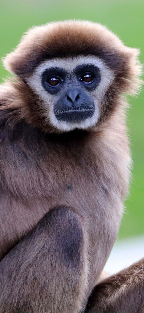 Vibrant Gibbon Baby Background Wallpaper