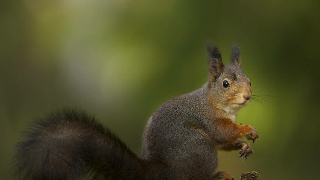 Black Squirrel Wallpaper: Captivating Nature Scene with Lush Green