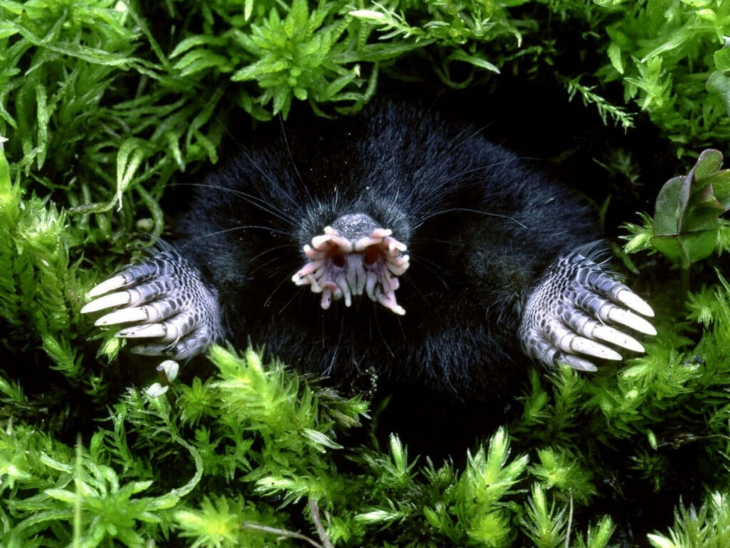 Star-Nosed Mole Among Lush Green Moss - Unique Nature Wallpaper