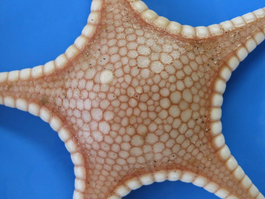 Close-up of starfish with geometric texture pale peach tones on vibrant blue marine wallpaper background