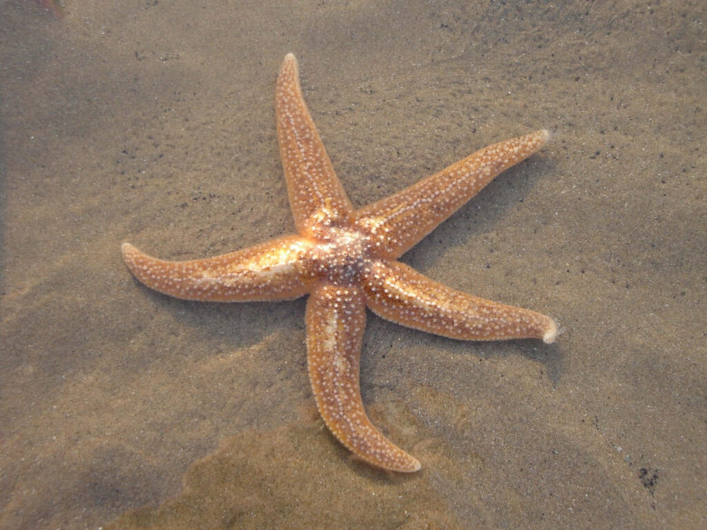 Starfish on Wet Sand: Detailed Texture Wallpaper Background