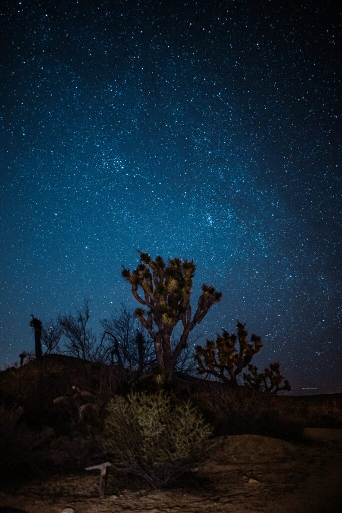 Yucca plant silhouette under starry night sky in serene desert landscape wallpaper background