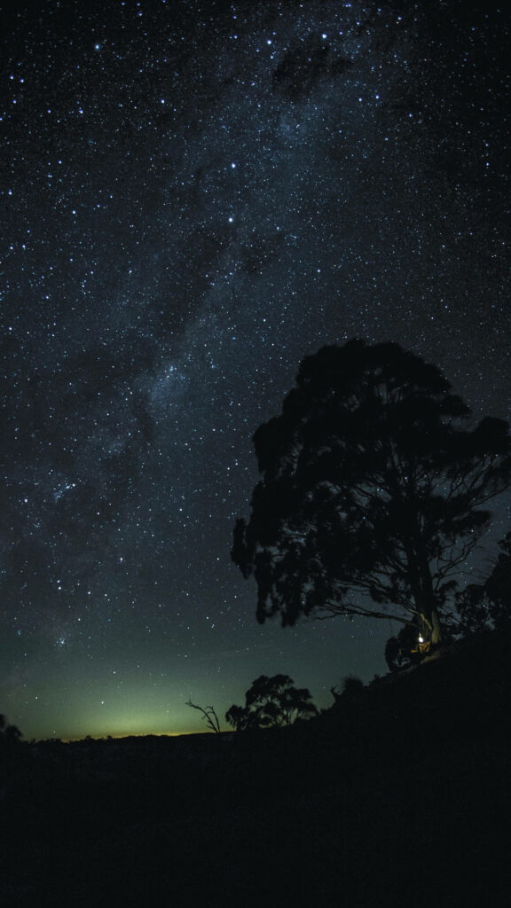Majestic Night: Captivating Oled 4k Background of a Tree's Silhouette Against a Mesmerizing Starry Sky Wallpaper