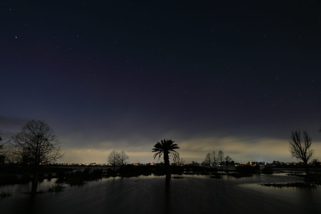 Silhouetted palm tree at night with starry sky city lights and water reflection wallpaper background
