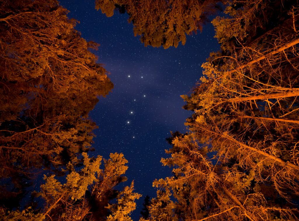 Bottom view of tall trees lit by warm light against a starry night sky with constellations wallpaper