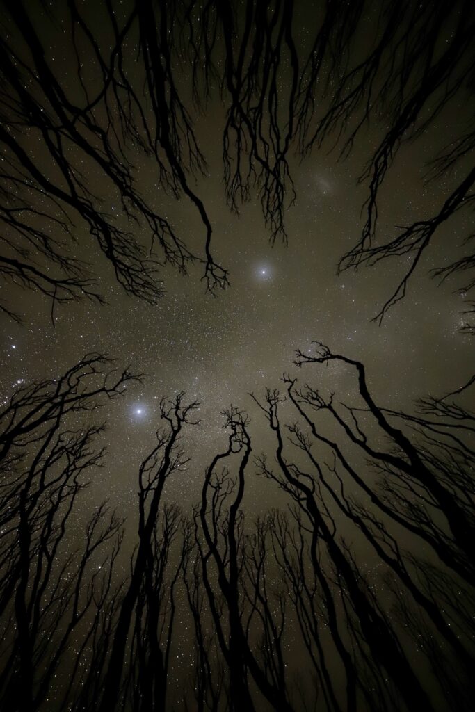 Starry night sky with tall tree silhouettes creating a dramatic immersive nature wallpaper background