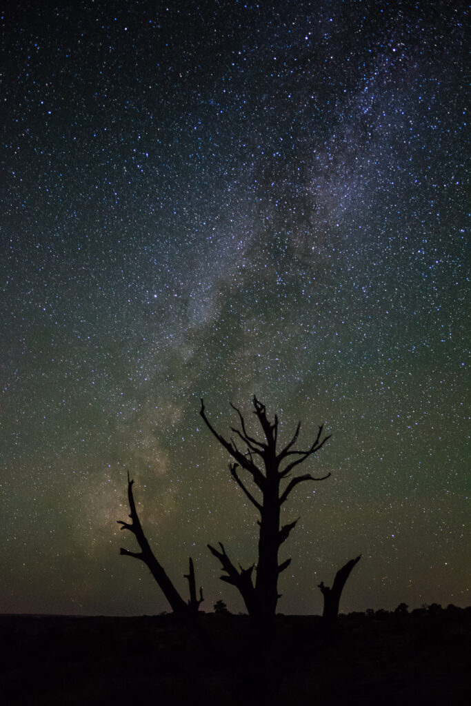 Silhouette of bare trees under a starry night sky with the Milky Way wallpaper background