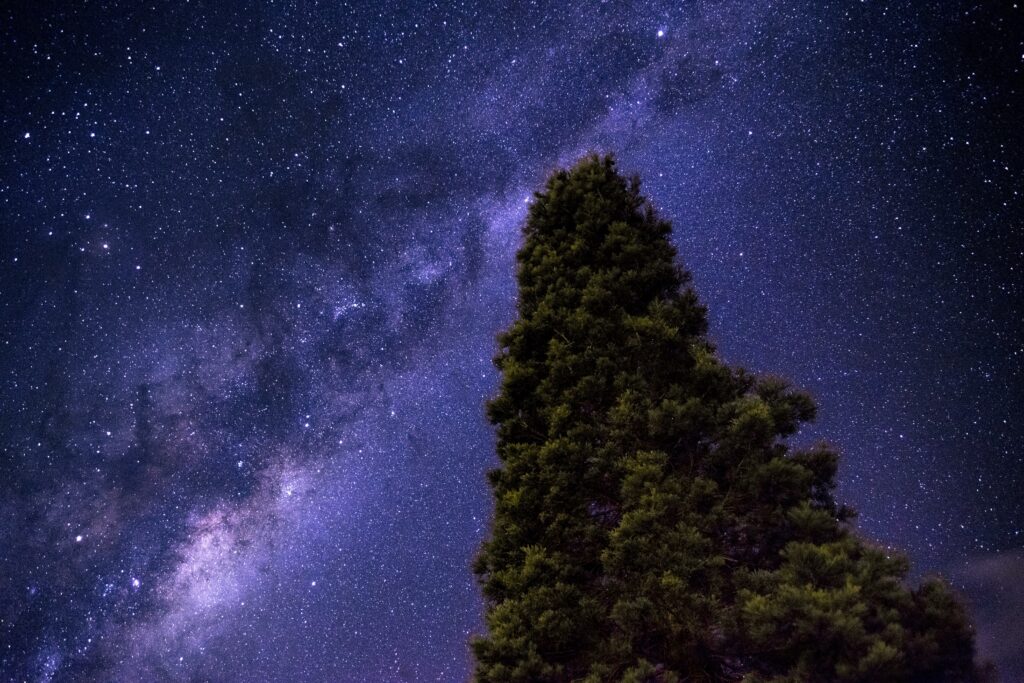 Tall tree silhouette under vibrant Milky Way starry sky cosmic landscape wallpaper background