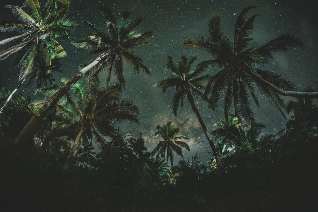 Towering palm trees under starry night sky with lush tropical canopy glowing softly at night Wallpaper