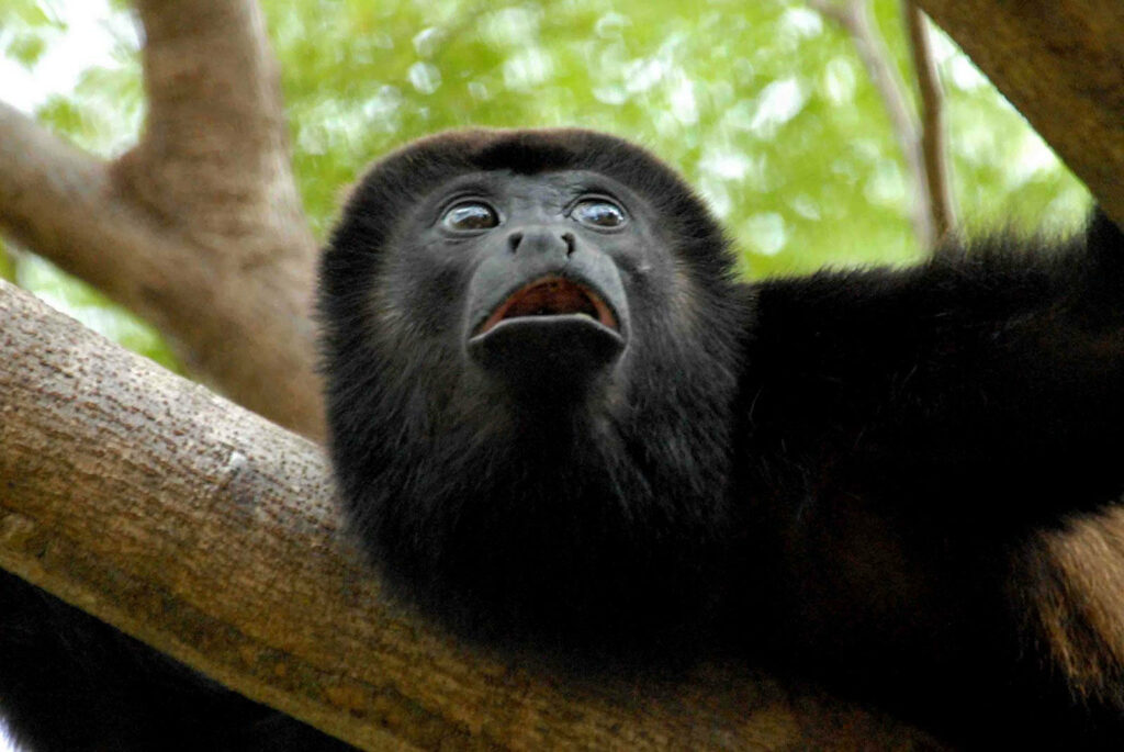 Startled Black Monkey on Tree Branch in Lush Green Forest Background Wallpaper