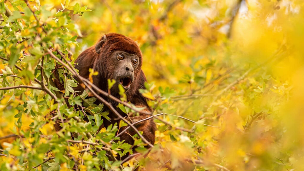 Startled Howler Monkey in Vibrant Jungle Wallpaper Background