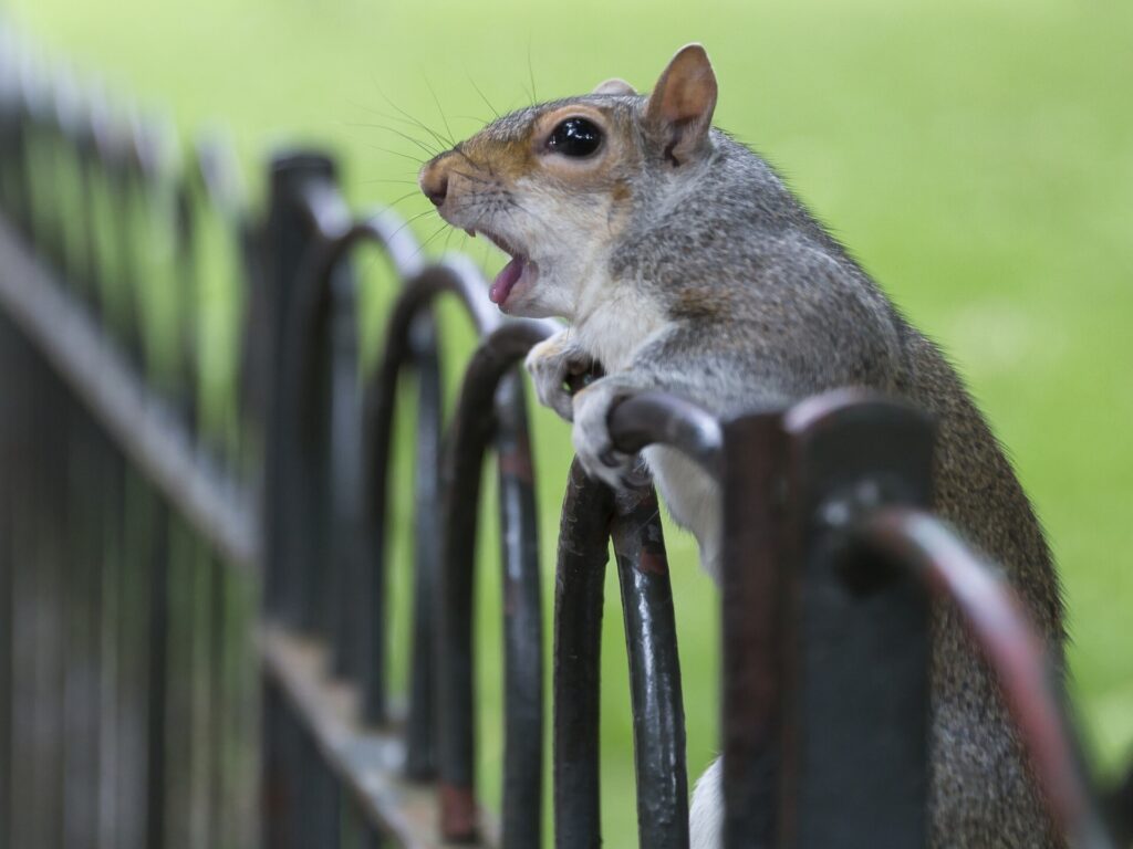 Startled Squirrel on Fence: Captivating Green Background Wallpaper