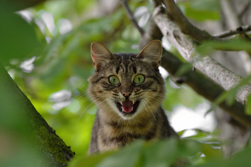 Startled Tabby Cat in Lush Tree: Nature's Surprising Moment Wallpaper
