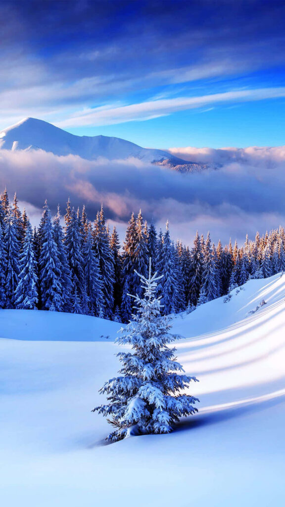 Snowy Mountains and Trees Covered in Snow Wallpaper