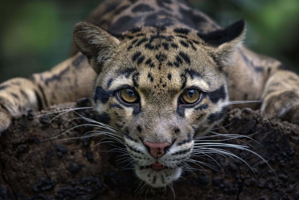 Clouded leopard crouching behind tree trunk with intense eyes in dense forest background Wallpaper