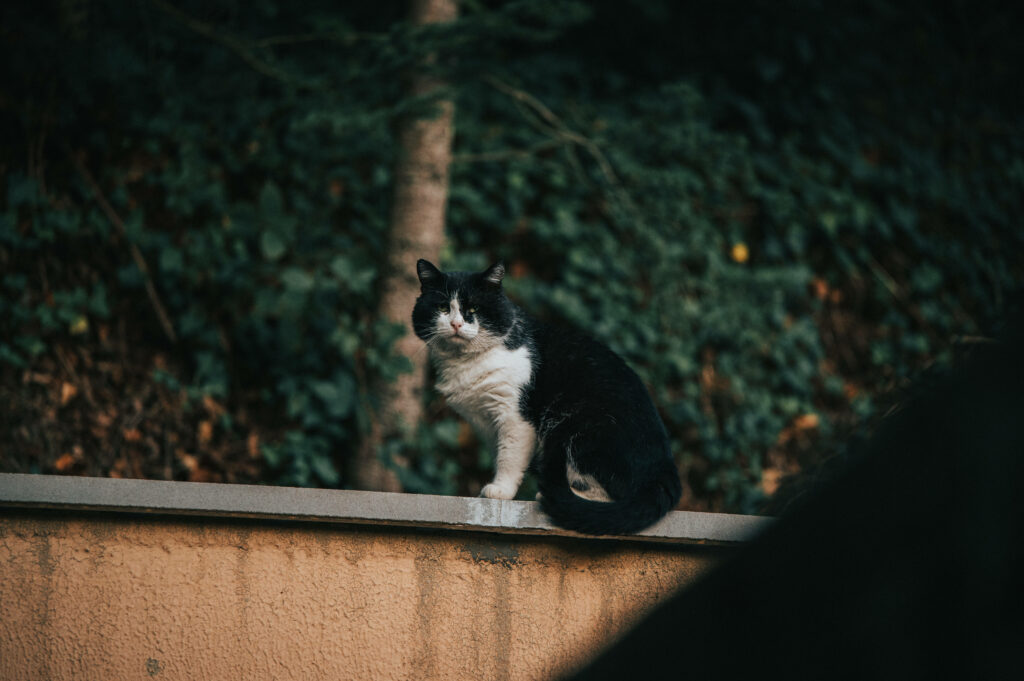 Feline Majesty: A Stunning Black Cat Posing atop an Outdoor Fence in Monochrome Splendor Wallpaper