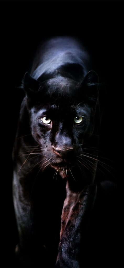 Shadowed Stealth: Animal Planet's Captivating Black Panther Wallpaper