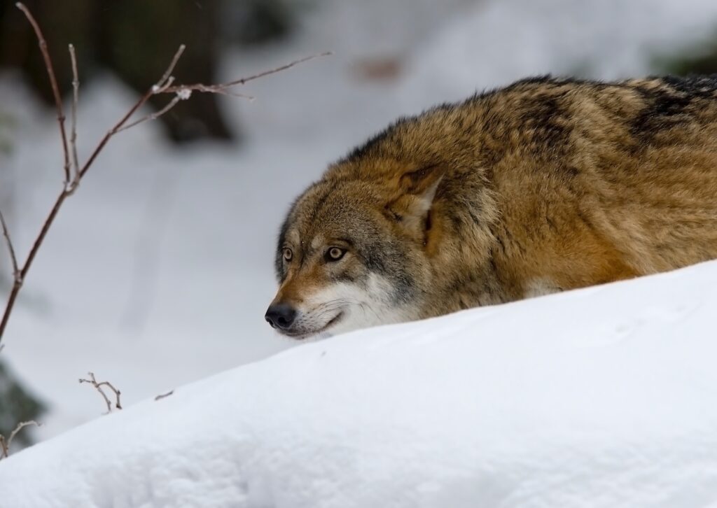 Stealthy Wolf in Snowy Landscape - Intense Winter Background Wallpaper