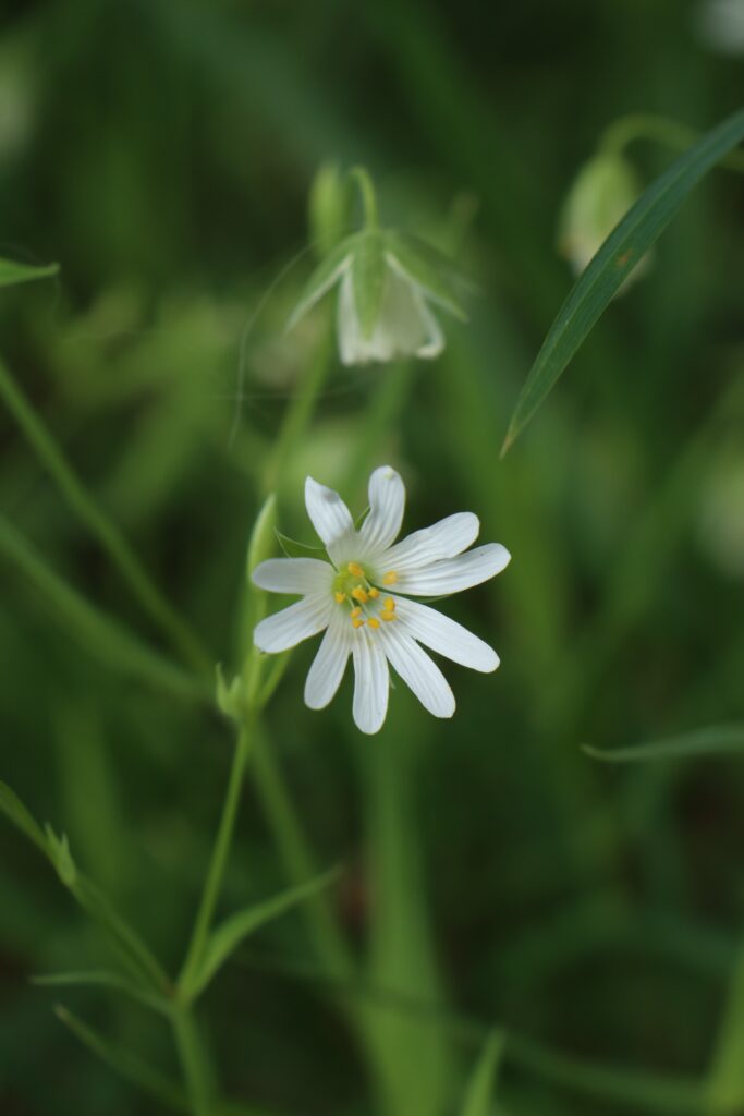 Close-Up of Delicate Stellaria Flower on Soft Green Background Wallpaper