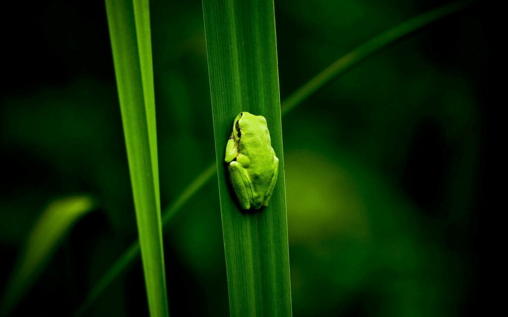 The Majestic Leap: A Stunning Image of a Green Frog on Long Leaf Wallpaper