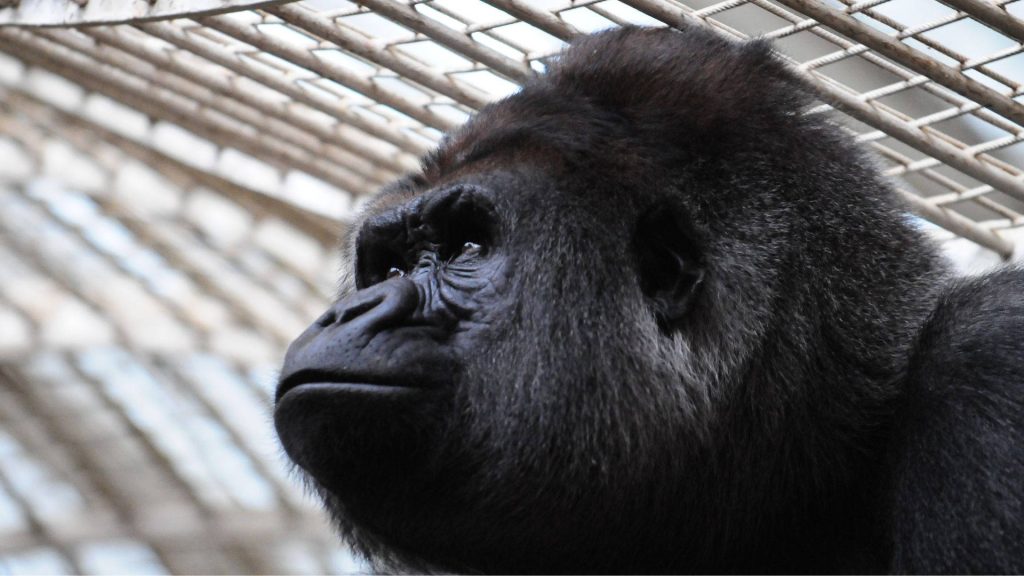 Close-up profile of gorilla gazing upward with rich fur texture and metal enclosure background Wallpaper