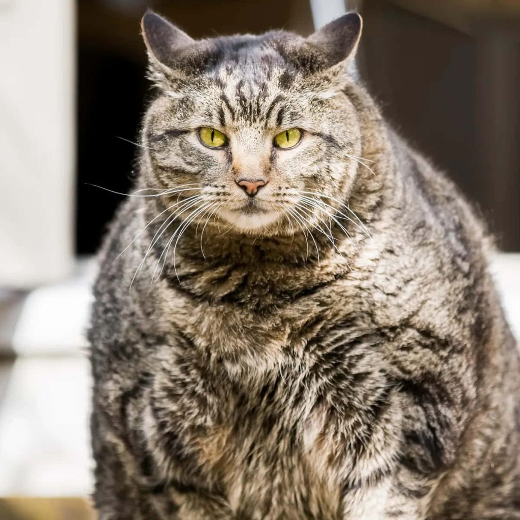 Close-up of overweight tabby cat with piercing yellow eyes and detailed striped fur in natural light Wallpaper