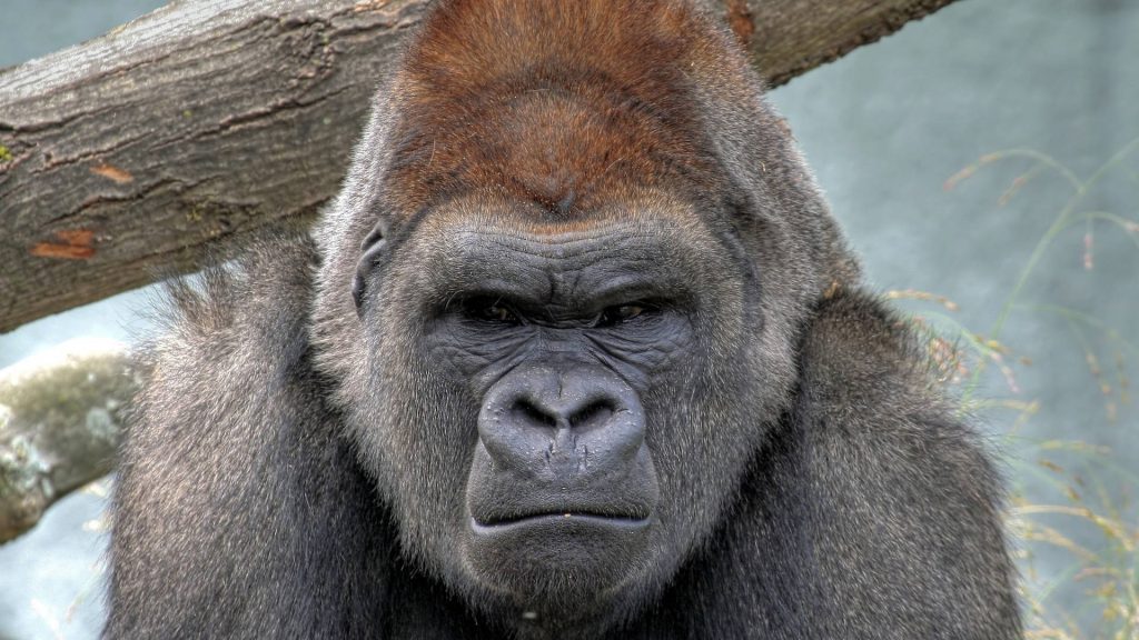 Close-up silverback gorilla portrait intense gaze detailed fur wildlife wallpaper background