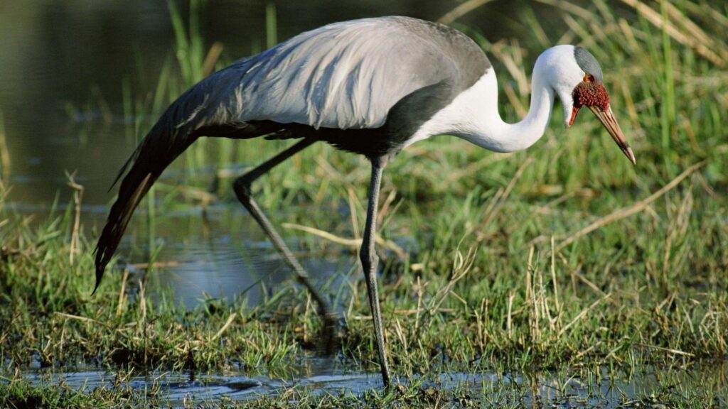 Tranquil Stork in Lush Swamp - 1920x1080 Nature Wallpaper