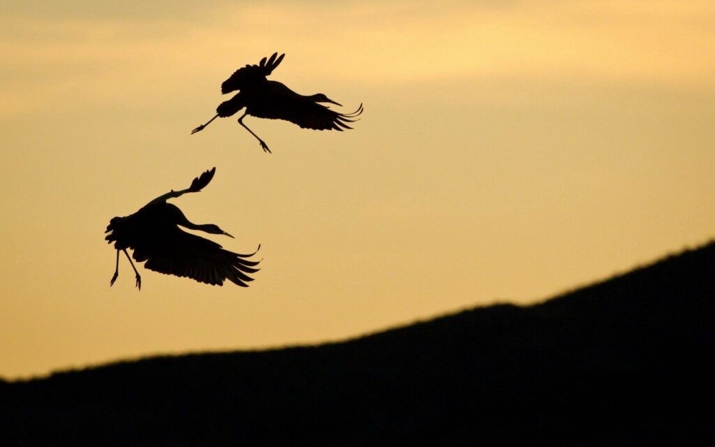 Stunning Storks Silhouette at Sunset with Mountain Background Wallpaper