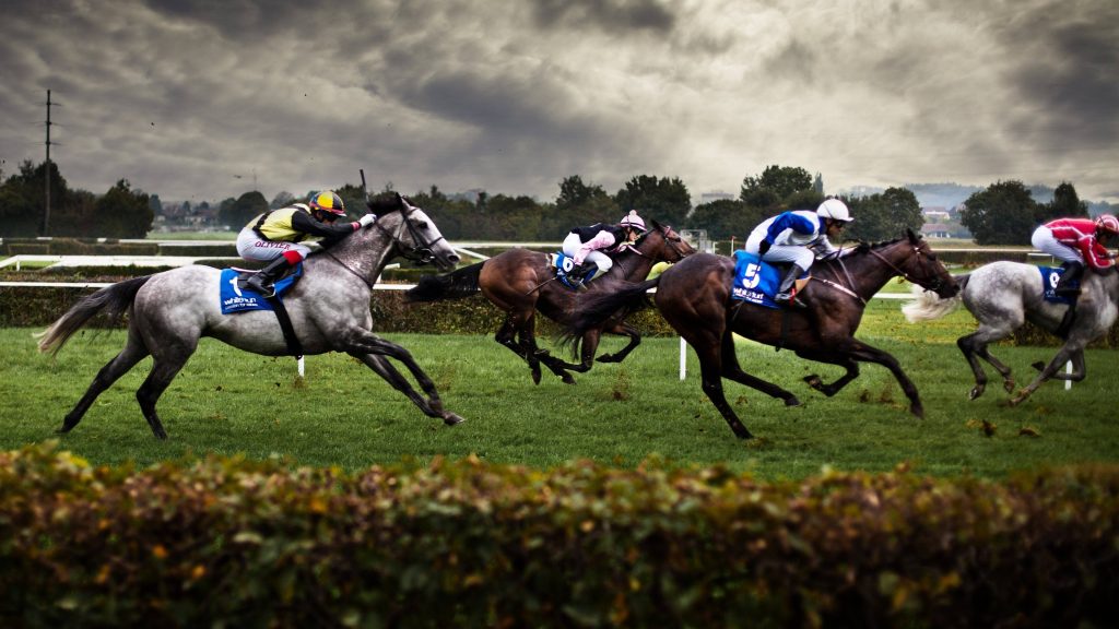 Powerful thoroughbred horses racing on green turf under stormy sky with White Turf saddle cloths Wallpaper