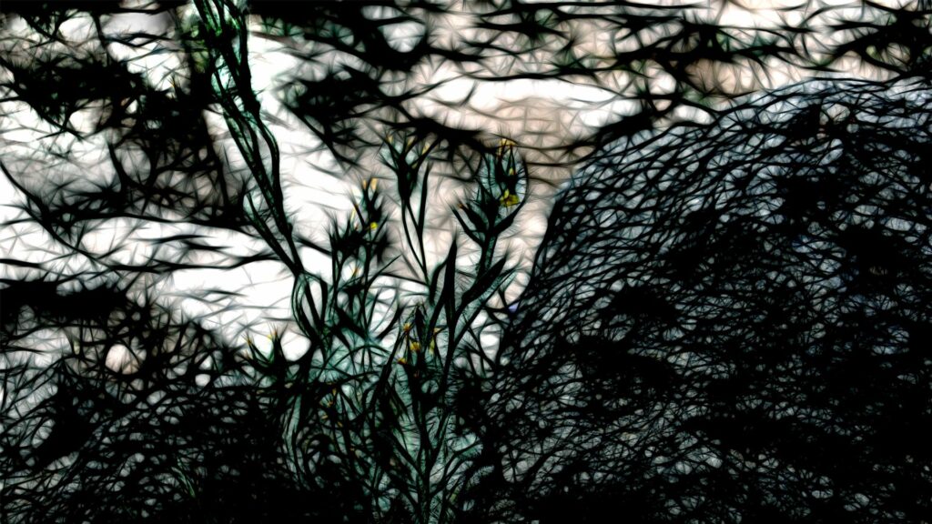 Intricate Dark Green Abstract Wallpaper - Mysterious 1920x1080 Background