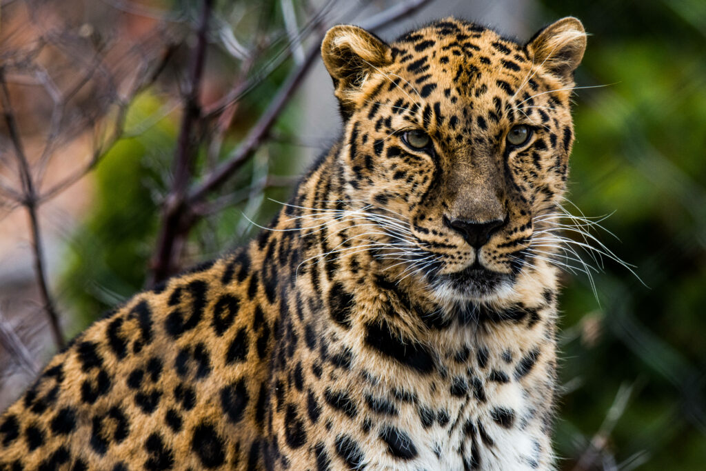 Stunning African Leopard Wallpaper: Golden Coat & Bold Spots
