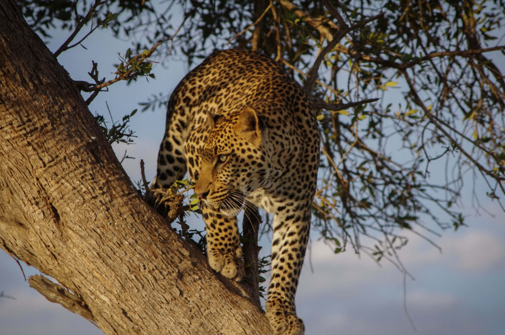 Elegant African Leopard on Tree Branch in Masai Mara - Savanna Wallpaper