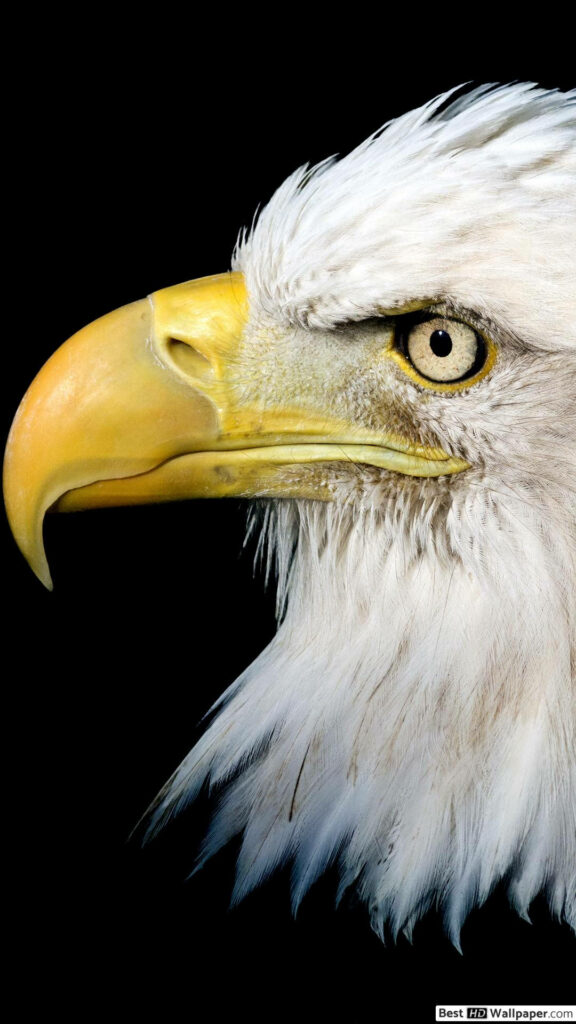 Bold American Bald Eagle iPhone Wallpaper on Black Background