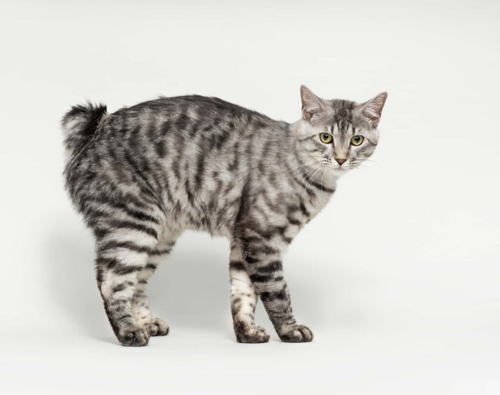 Alert American Bobtail cat with silver patterned coat and short tail on neutral background Wallpaper