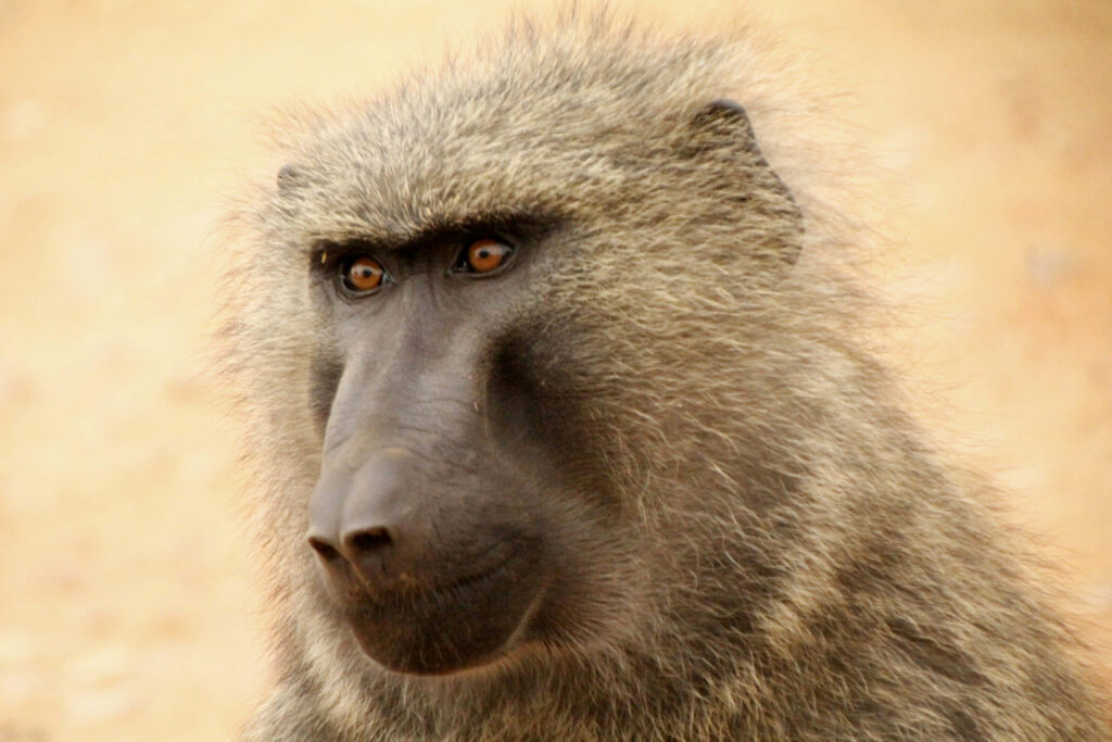 Close-up of baboon with intense gaze and detailed fur on soft neutral wallpaper background