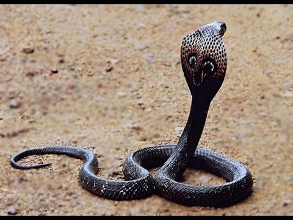Elegant Black Cobra Wallpaper: Intricate Patterns on Sandy Background