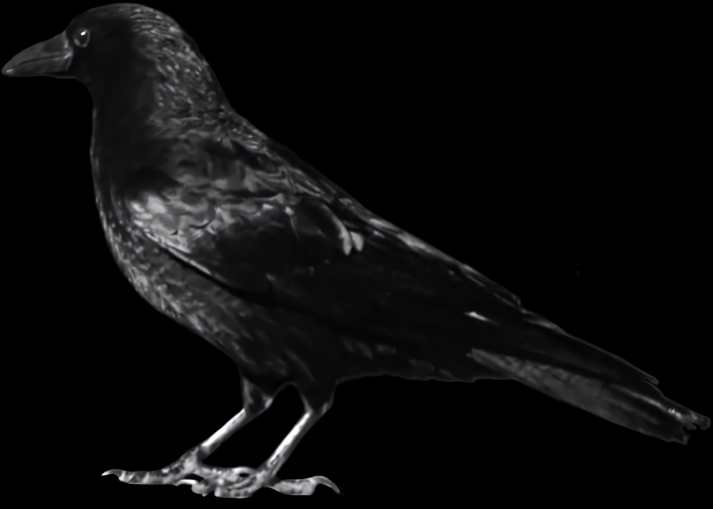 Black Crow Silhouette Wallpaper on Transparent PNG Background